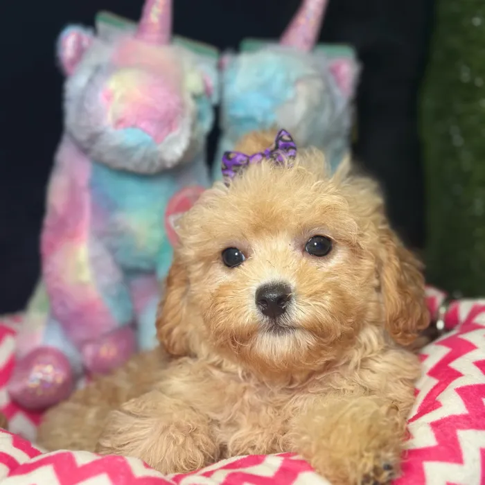 Female Cavapoo 2Nd Generation puppy named Polly for sale at Fashionable Pets.
