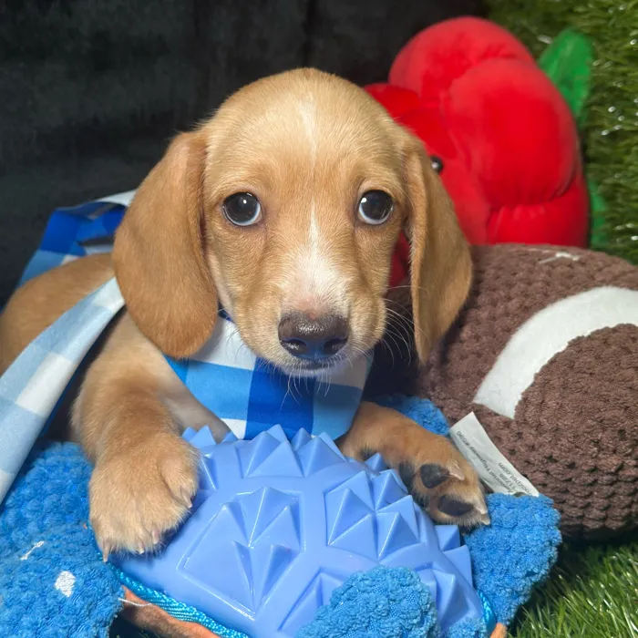 Male Dachshund puppy named Mochi for sale at Fashionable Pets.