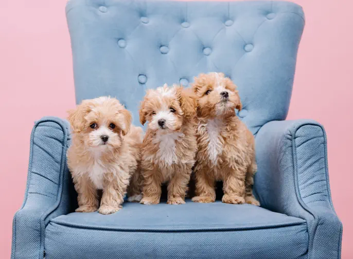 Learn More about Fashionable Pets