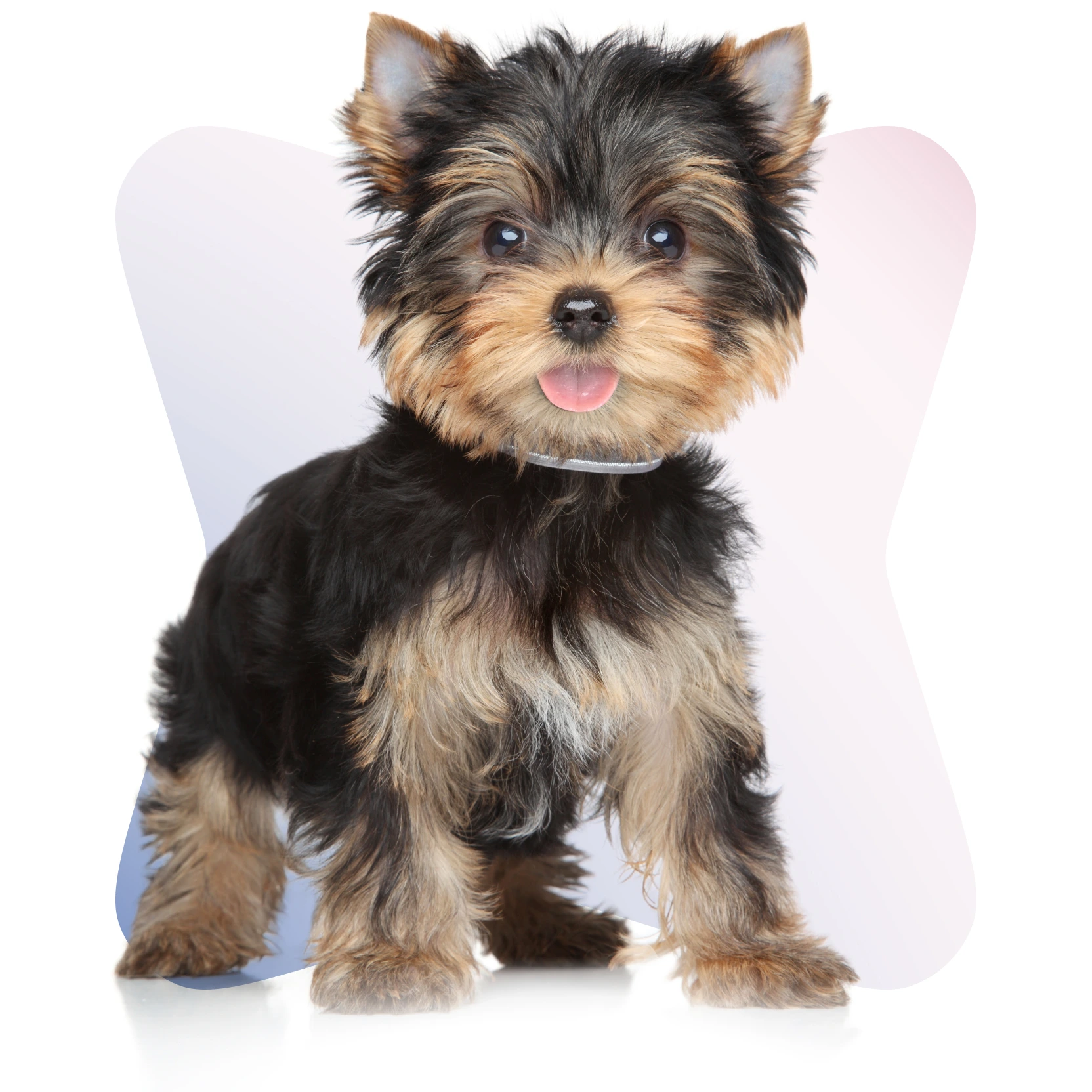 Available Puppies for Sale in New York City