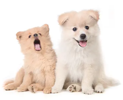 Learn More about our Available Puppies for Sale in NYC