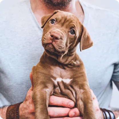 Learn how to care for your new puppy