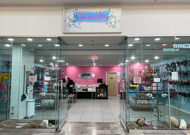 Visit our Available Puppies for Sale in New York City