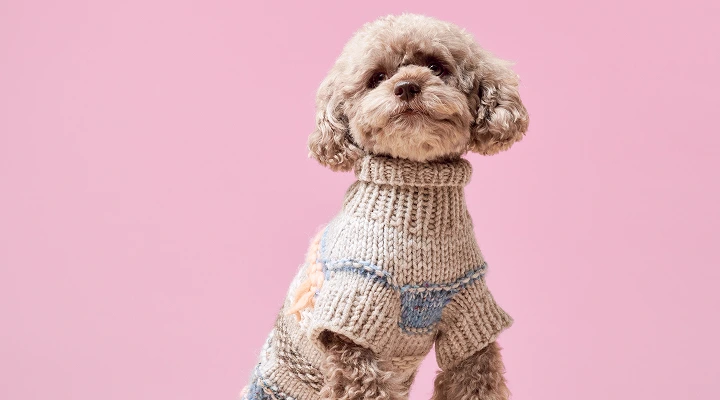 Fashionable Pet accessories for sale in New York City