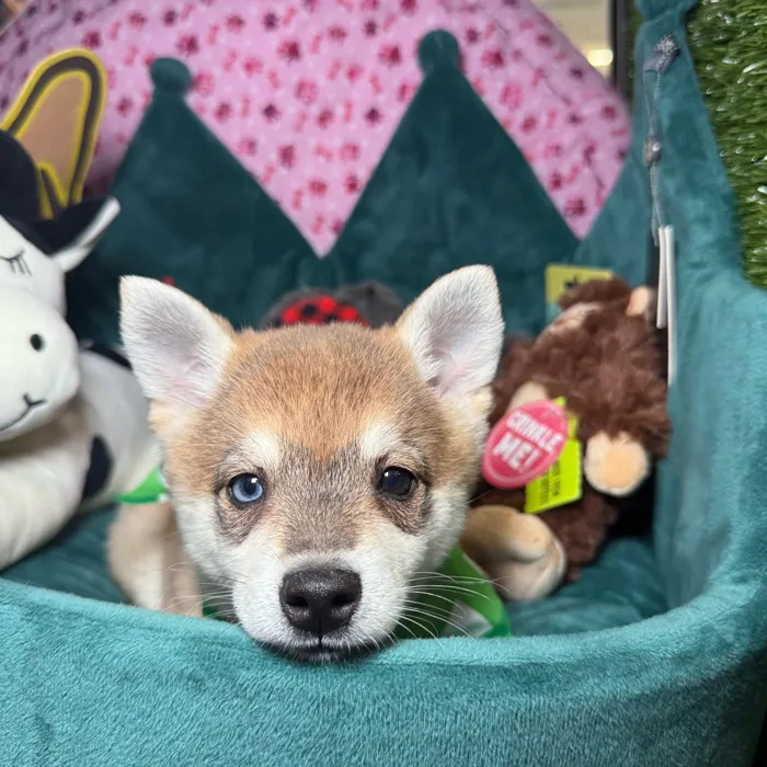 Male Alaskan Klee Kai puppy named Rufus for sale at Fashionable Pets.