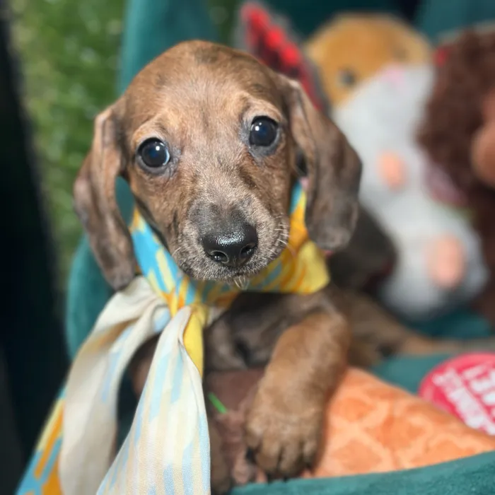 Male Dachshund puppy named Harvest for sale at Fashionable Pets.