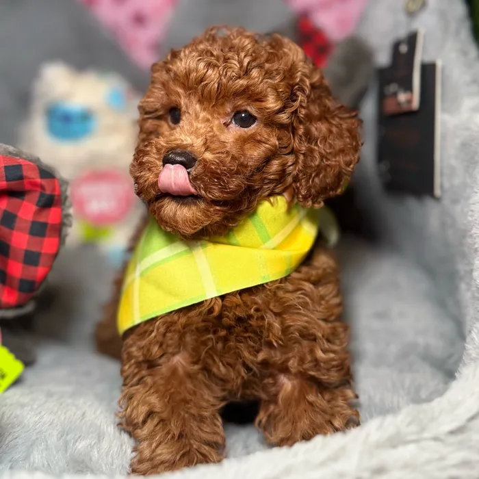 Male Poodle puppy named Guacamole for sale at Fashionable Pets.