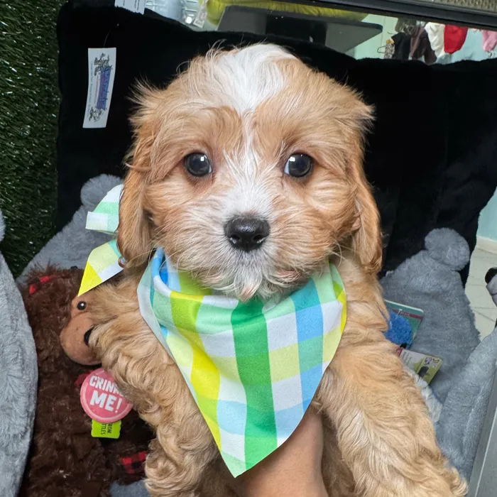 Male Cavapoo puppy named Biscuit for sale at Fashionable Pets.