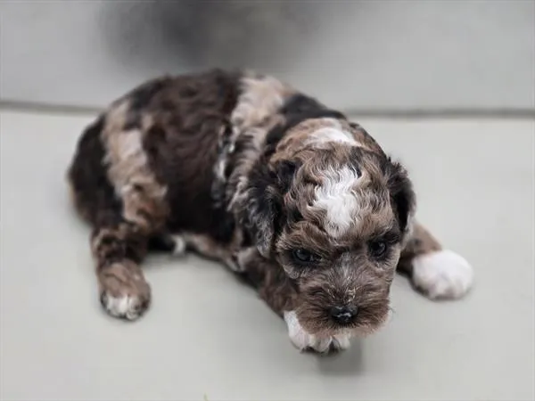 Female Hybrid puppy for sale at Fashionable Pets.