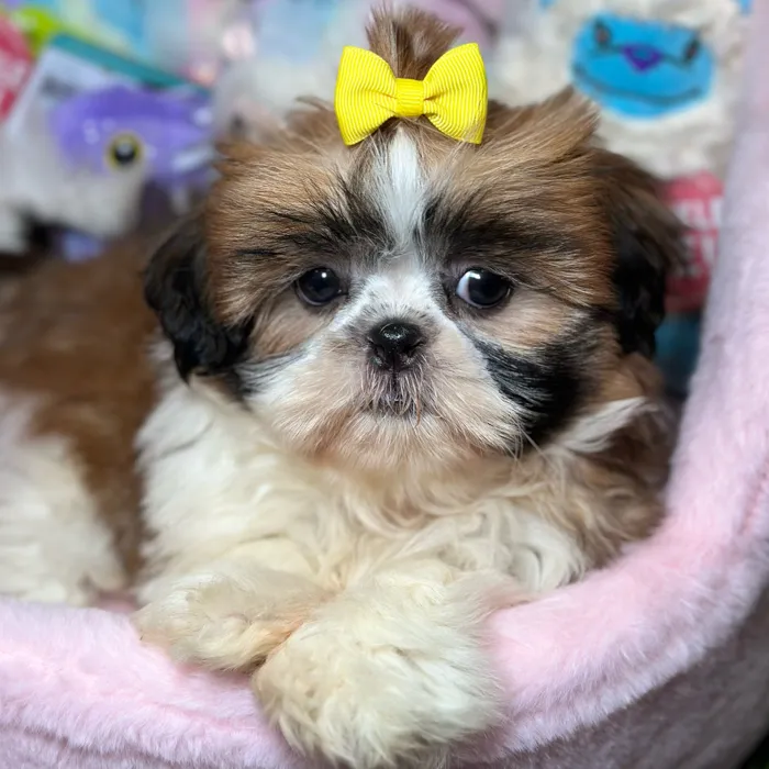 Female Shih Tzu puppy named Cider for sale at Fashionable Pets.
