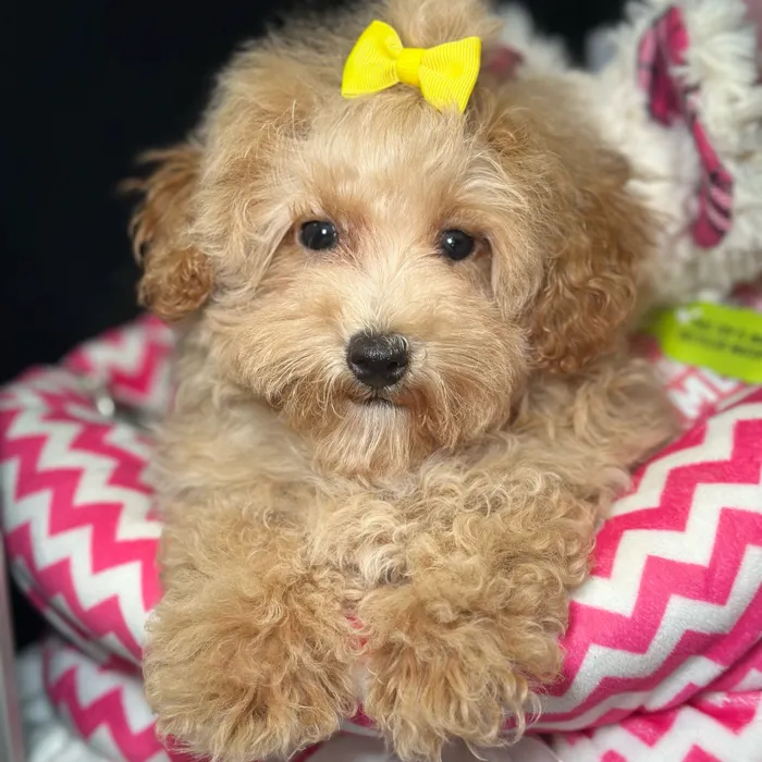 Female Maltipoo puppy named Nina for sale at Fashionable Pets.