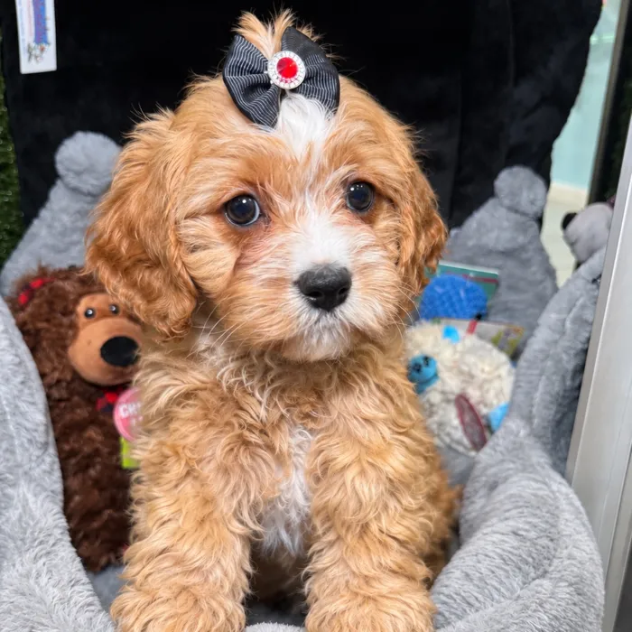 Female Cavapoo puppy named Sweetie for sale at Fashionable Pets.