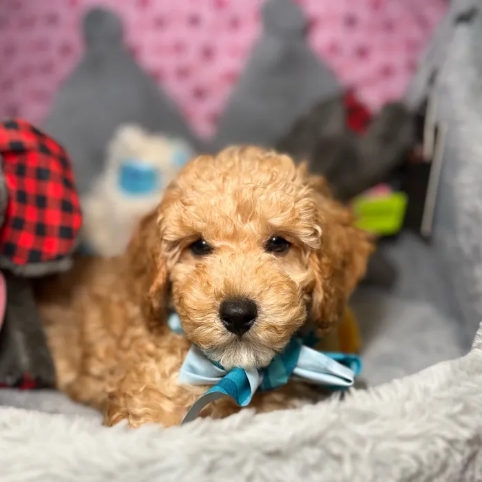 Male Poodle puppy named Aioli for sale at Fashionable Pets.