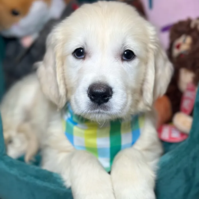 Male Golden Retriever puppy named Espresso for sale at Fashionable Pets.