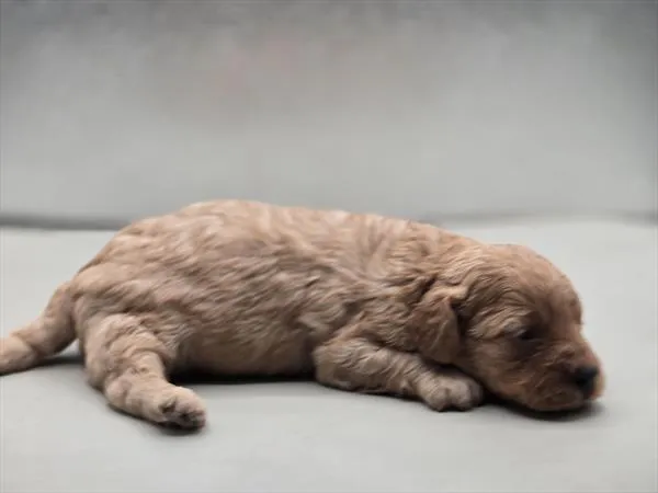 Male Cavapoo 2Nd Generation puppy for sale at Fashionable Pets.
