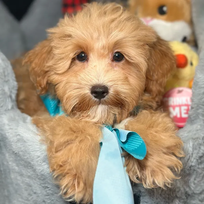 Male Maltipoo puppy named Bradley for sale at Fashionable Pets.