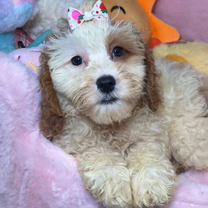 Female Cavapoo 2Nd Generation puppy named Belle for sale at Fashionable Pets.