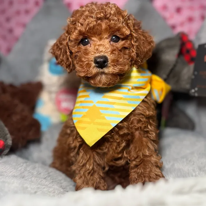 Male Poodle puppy named Hummus for sale at Fashionable Pets.