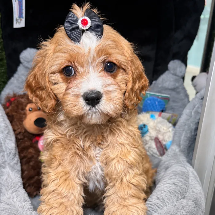 Female Cavapoo puppy named Sweetie for sale at Fashionable Pets.