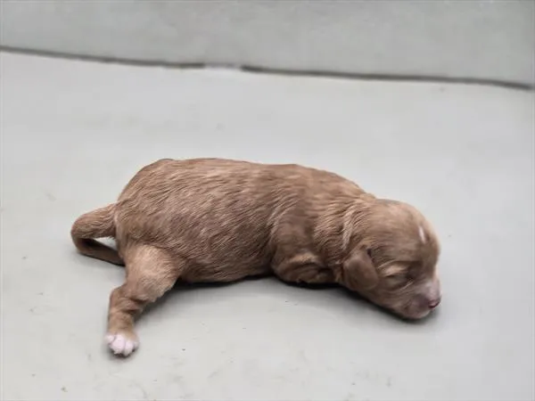 Female Cavapoo puppy named Marigold for sale at Fashionable Pets.