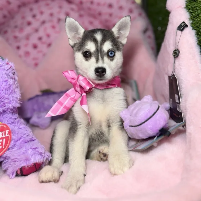 Female Alaskan Klee Kai puppy named Dovie for sale at Fashionable Pets.