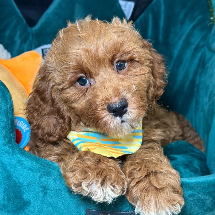 Male Cavapoo 2Nd Generation puppy named Eric for sale at Fashionable Pets.