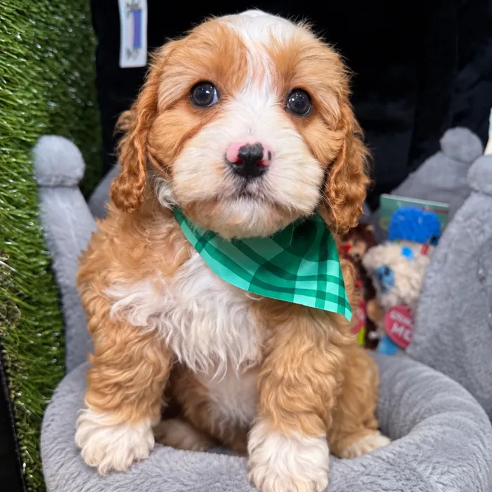 Male Cavapoo puppy named Brownie for sale at Fashionable Pets.