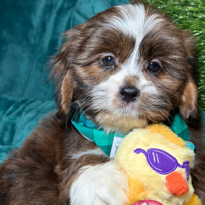 Male Cavapoo 2Nd Generation puppy named Charming for sale at Fashionable Pets.