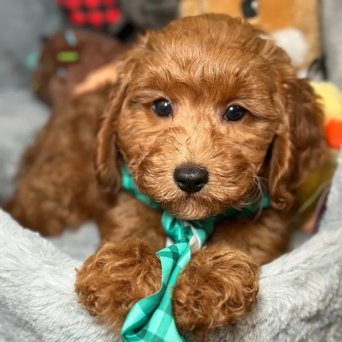 Male Cavapoo 2Nd Generation puppy named Terry for sale at Fashionable Pets.