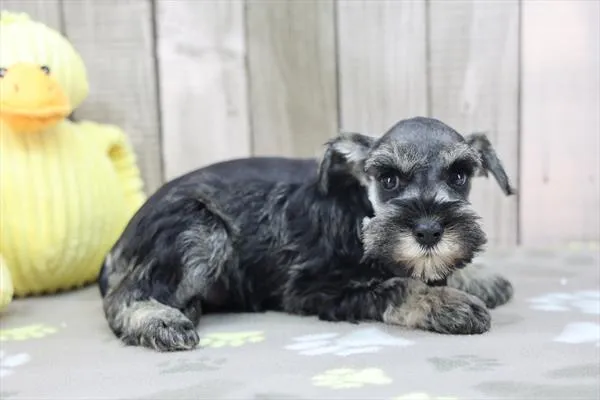 Male Miniature Schnauzer puppy named Pepper for sale at Fashionable Pets.