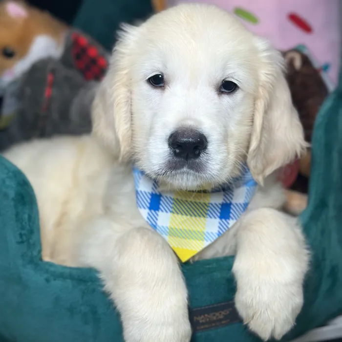 Male Golden Retriever puppy named Butterscotch for sale at Fashionable Pets.