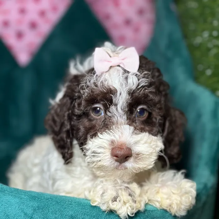 Female Poodle puppy named Odette for sale at Fashionable Pets.