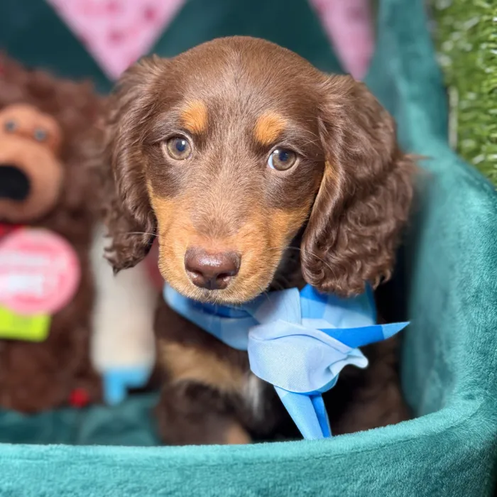 Male Dachshund puppy named Cocoa for sale at Fashionable Pets.