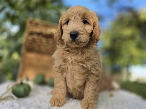 Male Miniature Goldendoodle puppy named Percy for sale at Fashionable Pets.