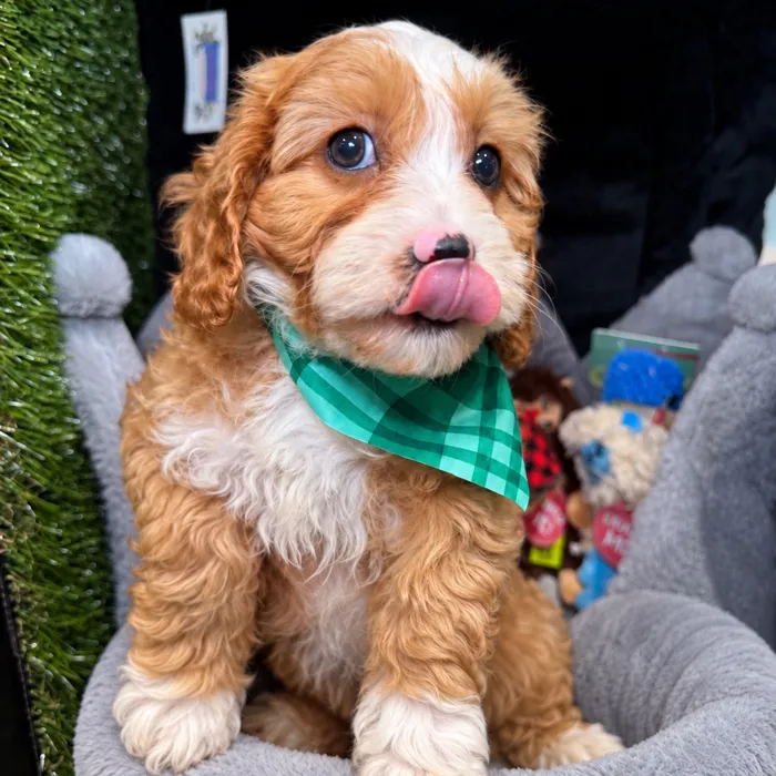 Male Cavapoo puppy named Brownie for sale at Fashionable Pets.