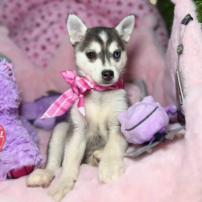 Female Alaskan Klee Kai puppy named Dovie for sale at Fashionable Pets.