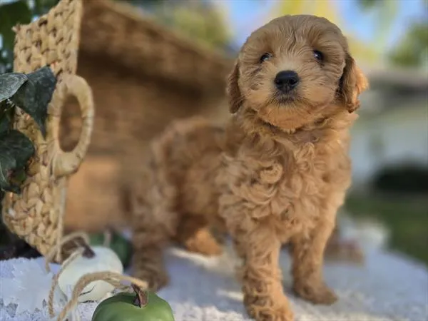 Female Miniature Goldendoodle puppy named Posie for sale at Fashionable Pets.