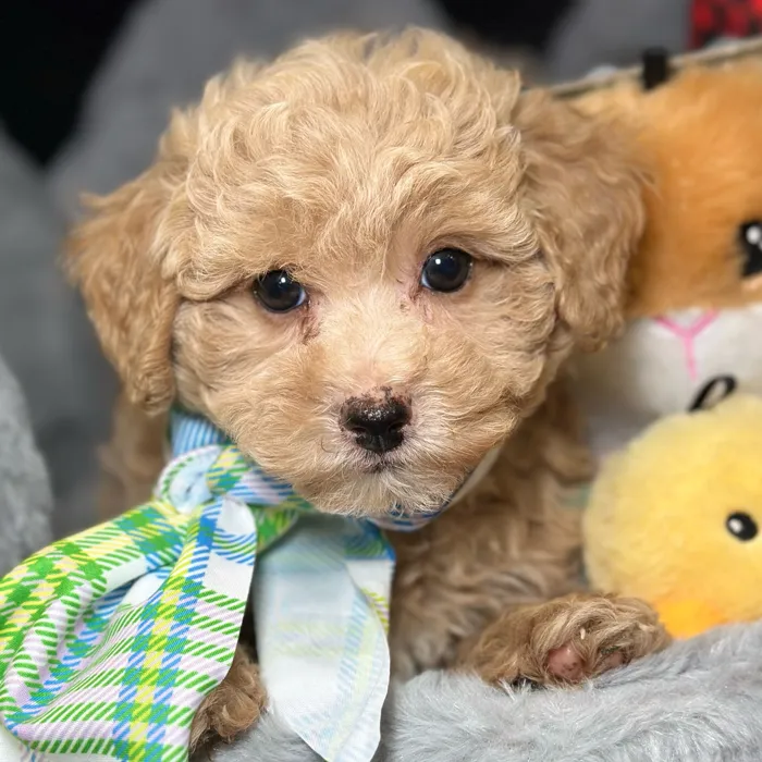 Male Maltipoo puppy named Charlie for sale at Fashionable Pets.