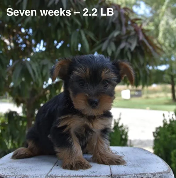 Male Yorkshire Terrier puppy named Woods for sale at Fashionable Pets.