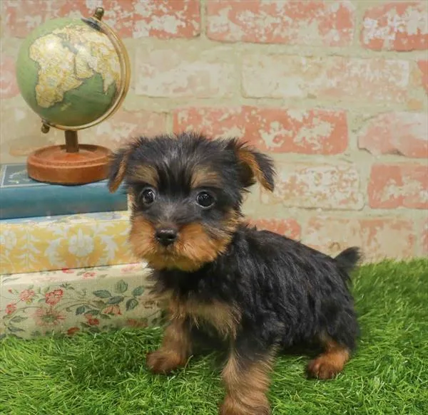 Male Silky Terrier puppy named Oak for sale at Fashionable Pets.