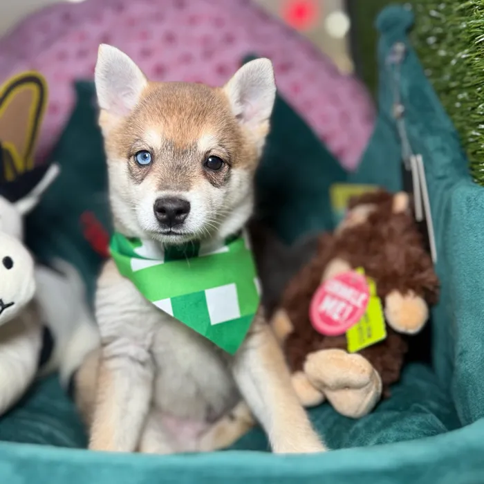 Male Alaskan Klee Kai puppy named Rufus for sale at Fashionable Pets.