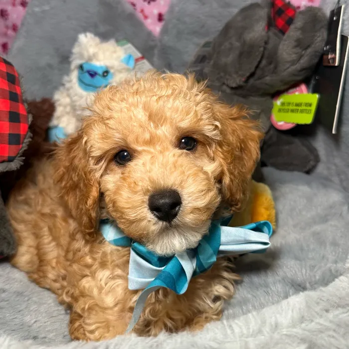 Male Poodle puppy named Aioli for sale at Fashionable Pets.