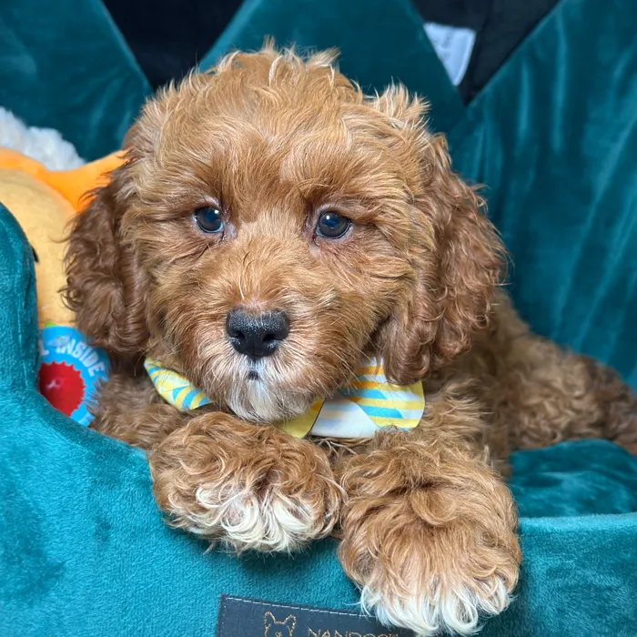 Male Cavapoo 2Nd Generation puppy named Eric for sale at Fashionable Pets.