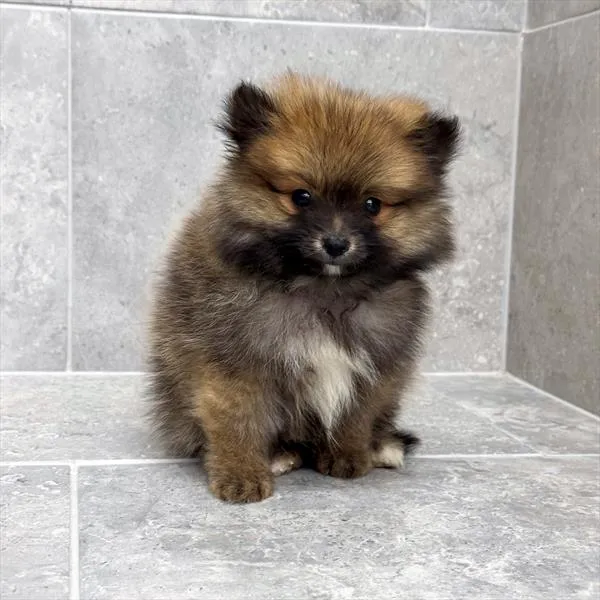 Male Pomeranian puppy named Chester for sale at Fashionable Pets.