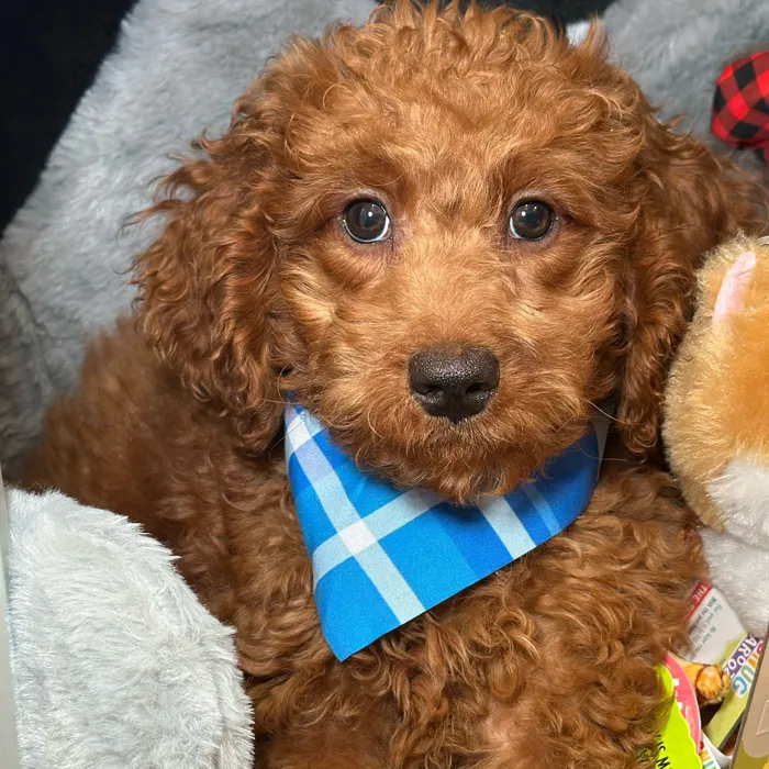Male Goldendoodle puppy named Wally for sale at Fashionable Pets.