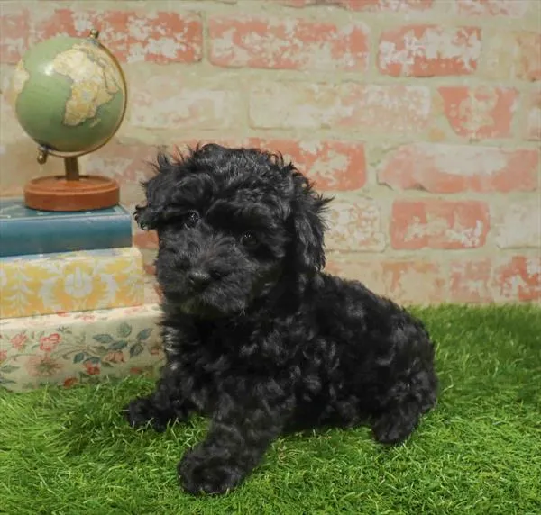 Female Yorkie-Poo puppy named Maple for sale at Fashionable Pets.