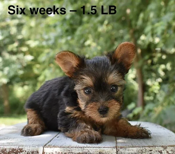 Male Yorkshire Terrier puppy named Tino for sale at Fashionable Pets.