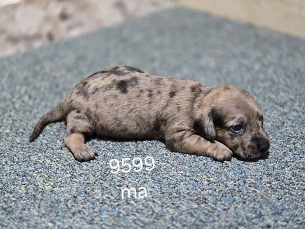Male Dachshund puppy named Harvest for sale at Fashionable Pets.