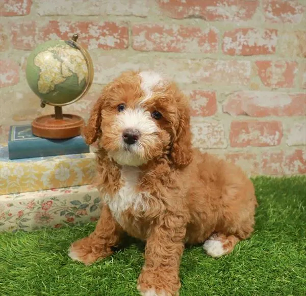 Male Cockapoo puppy named Clove for sale at Fashionable Pets.