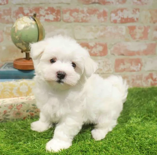 Male Maltese puppy named Acorn for sale at Fashionable Pets.